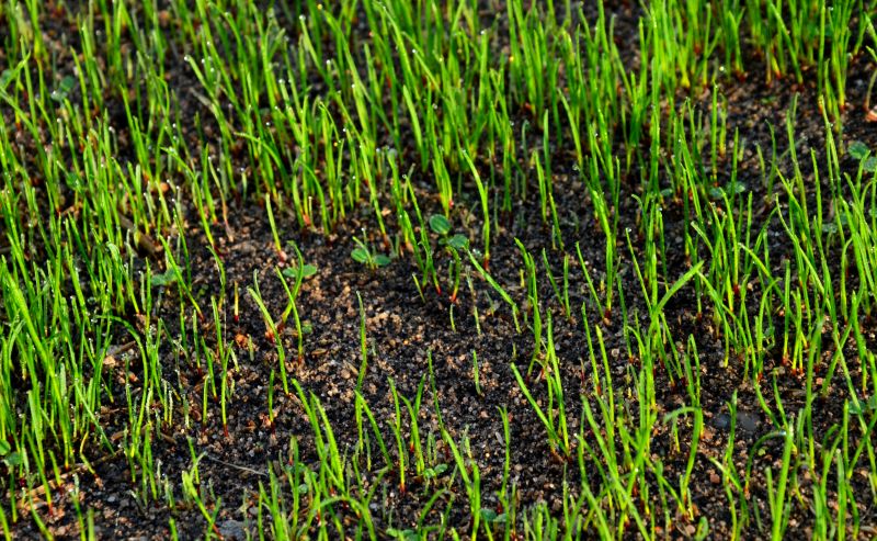 Healthy Lawn After Service